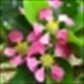 acerola blossom